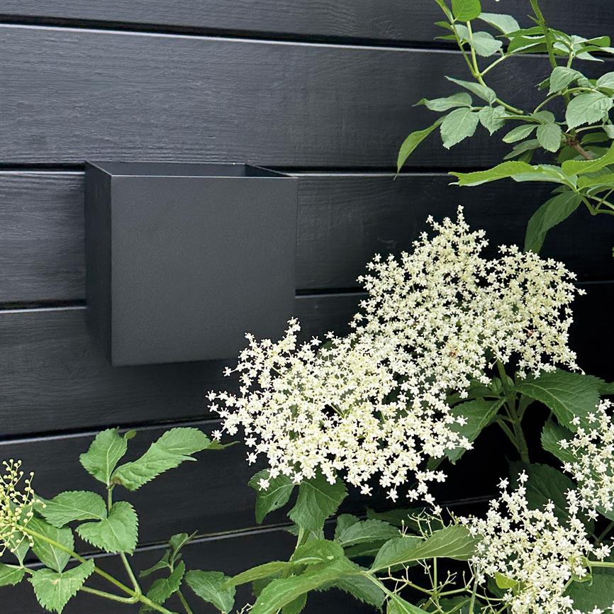 Hvide, stjerneformede blomsterklaser blomstrer på en grøn plante; de står foran en sort, horisontalt bræddelagt trævæg med en firkantet sort vægkrukke monteret ved siden af.